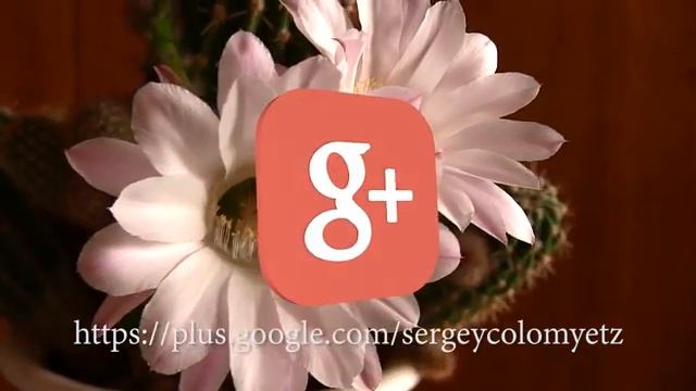googleplus logo chroma key green screen animation free смотреть онлайн