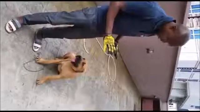 Gac Dog Training Services