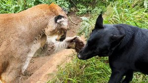 ДРУЖБА ПУМЫ И СОБАКИ / Бобкэта Руфуса не узнать / Мейн-кун — хамелеон