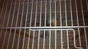 ЗЕРНОЯДНЫЕ ПЕВЧИЕ ПТИЦЫ ПОДМОСКОВЬЯ В КВАРТИРЕ :)