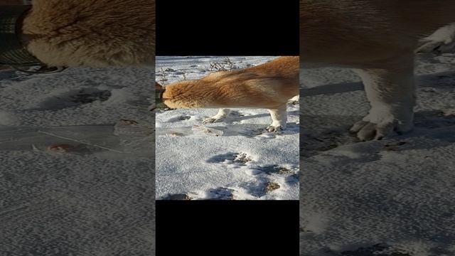 забрал прям с пакетом