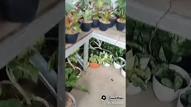 galery BH bermacam macam tanaman hias смотреть онлайн