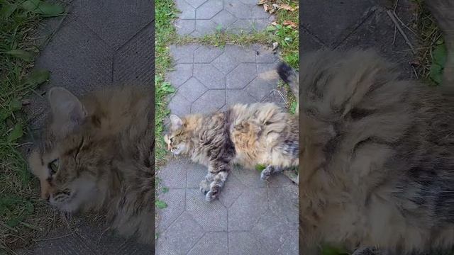 Котики такие котики 🤣 #юмор #приколы #смешно