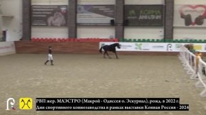 русский верховой Маэстро на днях спортивного коннозаводства 2024, двигательные качества