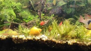 пецилии кубинцы и чернохвостые