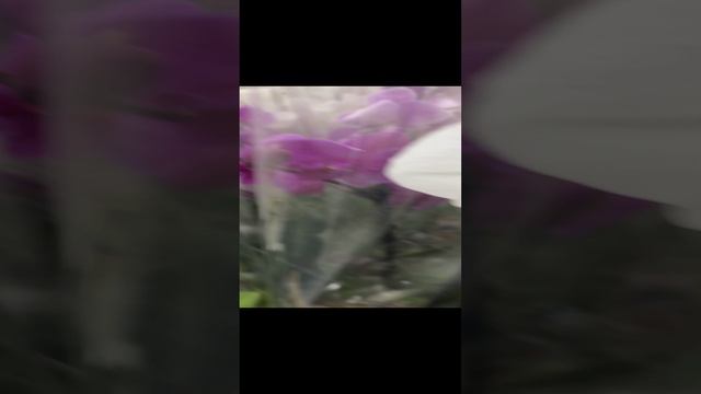 Неплохая поставка орхидей в Леман Про, Заволга, Ярославль