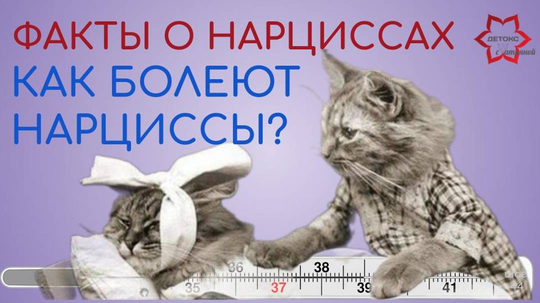 Факты о нарциссах. Как болеют нарциссы? Нарцисс заболел - отдельный вид нарциссического "искусства".