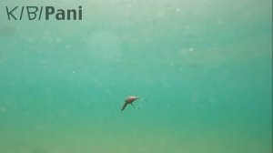 Timon KibiPani - один из лучших воблеров для ловли форели