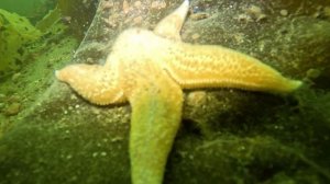 Белое море 2024. Дайвинг база нереис.  Красивая подводная мир и съемка и Аэросъемка