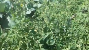 Томаты .Почему верхушки у помидор вянут и сохнут.