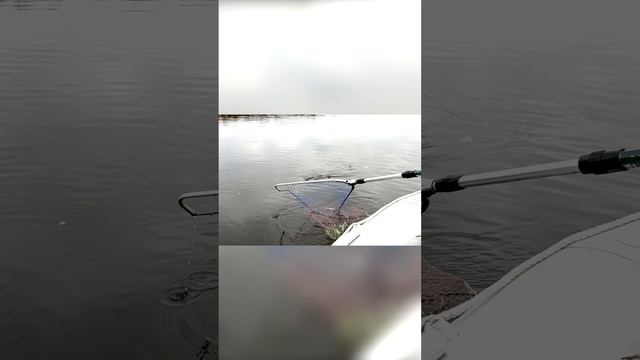 ТРОФЕЙ ЭТОГО СЕЗОНА!  #norstream #рыбалка #fishing #спиннинг
