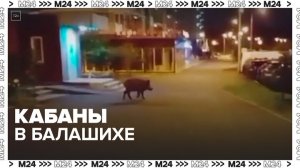 Жители Балашихи прикормили диких кабанов - Москва 24