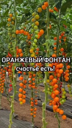 Вырастили САМЫЙ СЛАДКИЙ томат черри!