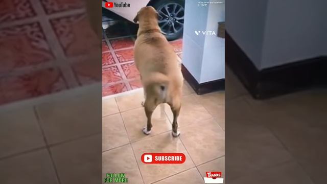Sweet & Cute Baby Animals Compilation Videos (Part 15)