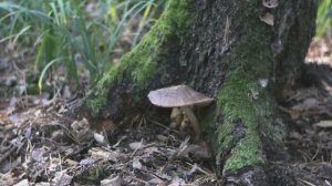 Грибалка в 2024 году. Часть 3