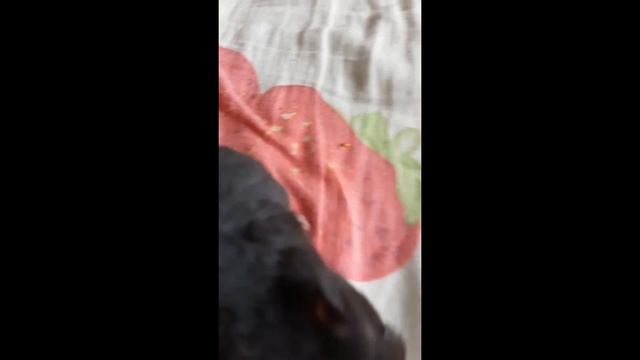 Хомка стал настоящим хомяком?!