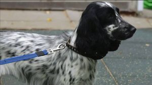 ДТ - 423. Русский спаниель - отсутствие контакта, тревожность. Причины, особенности породы.