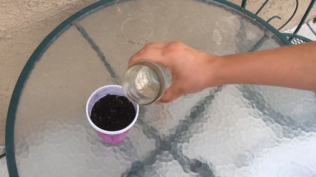 Planting a Fava Bean смотреть онлайн