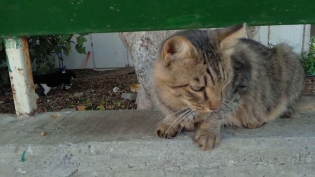 How to feed wild cats safely Как кормить диких котов野生の猫に安全に餌をやる야생 고양이를 안전하게 먹이다