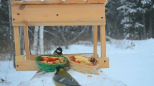 Природа 4К | Nature 4K