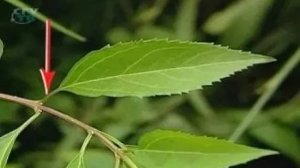 Лист. Внешнее строение листа. Черешок и основание листа