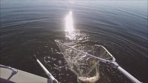 Очень большая щука за 6кг. пытается сломать спиннинг.