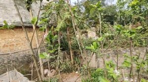 #Apple Trees blooming at Beldanga, West Bengal