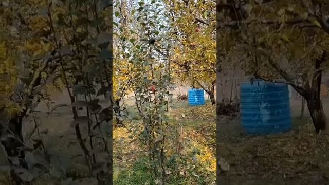 THE MOST BIGGEST APPLE FARM - Washington Red Delicious & Red Scarlet February 26, 2024 смотреть онлайн