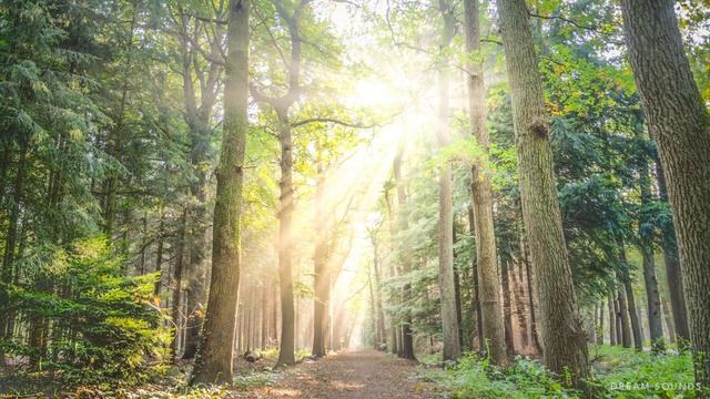 Rilassante Musica Per Pianoforte: Musica Rilassante Il Sonno Di Musica Musica Di Meditazione Lo