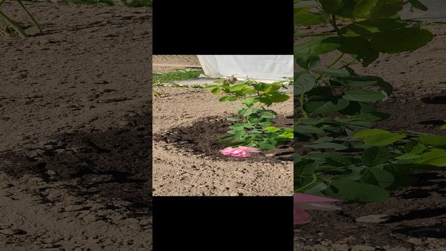 Дабл Де Лайн роза 2023