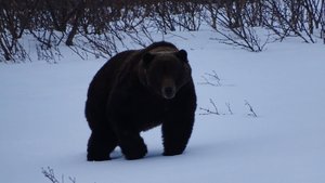 Медведь вышел из берлоги....