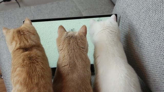 Cats Reaction To Video Games For Cats - Reaction To Video For Cats смотреть онлайн