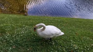 Лебеди в Летнем саду