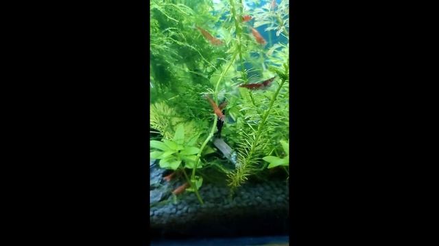 Cross-Breeding Shrimps | Cherry and Black Rose Shrimp смотреть онлайн
