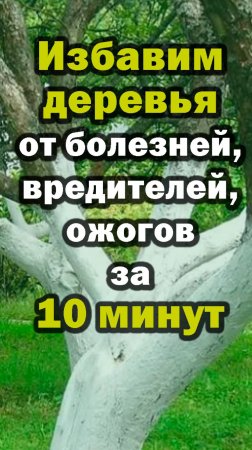 Профессиональная супербелая лечебная побелка Доктор сад с Фитоспорином и Гуми