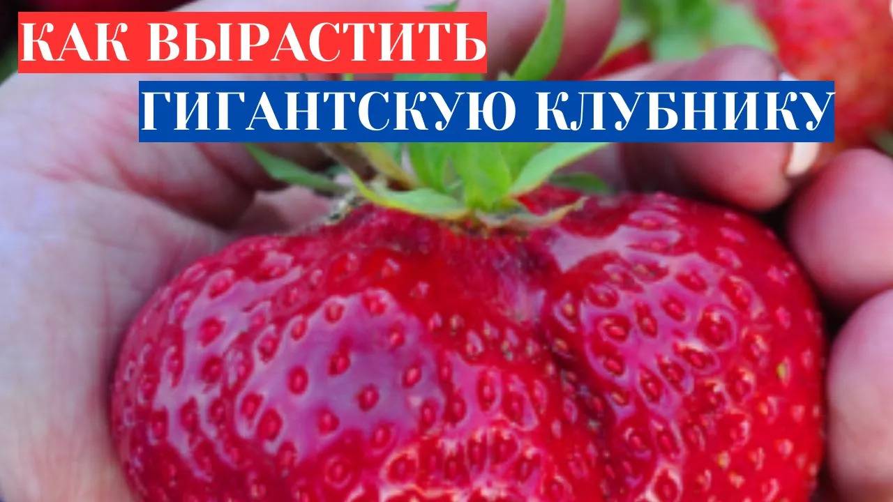 НЕВЕРОЯТНАЯ КЛУБНИКА ЦУНАКИ - ЯГОДЫ С АРБУЗ. КАК ВЫРАСТИТЬ ГИГАНТСКУЮ КЛУБНИКУ ИЗ СЕМЯН