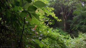 🌧️ Звук дождя в лесу. Лечебный шум дождя в лесу, слушайте перед сном или для отдыха