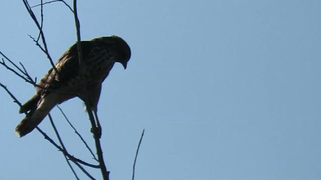 Red-Shouldered Hawk in Lincoln NE смотреть онлайн