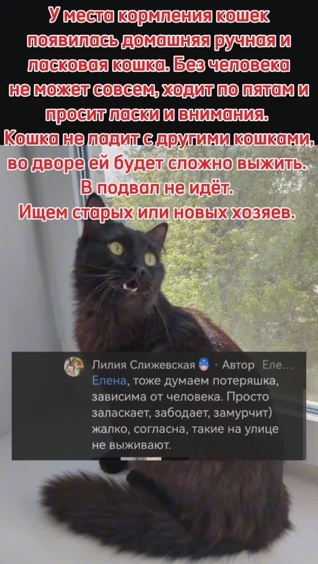 Без кота и жизнь не та #котики #самыйдобрыйтренд #кошки #творидобро
