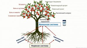 Аутоиммунные заболевания и трансфер фактор.