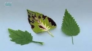 Лист. Внешнее строение листа. Листовая пластинка