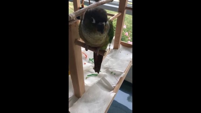 Green Cheek Parrot - Dali only wants more apples смотреть онлайн