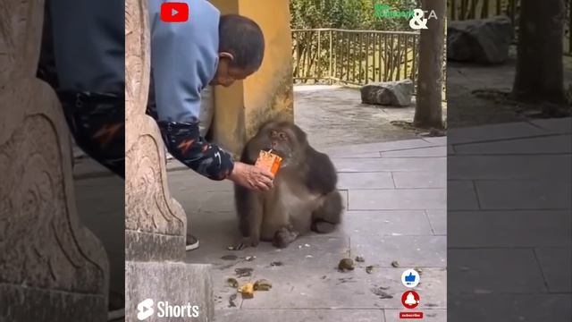 Sweet & Cute Baby Animals Compilation Videos (Part 13)