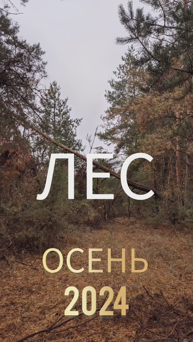 СМОЛЯНИНОВО ЛЕС СЕГОДНЯ #donbass #северодонецк