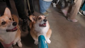 Семейный фестиваль корги в Петербурге