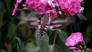 Бражник подмаренниковый.