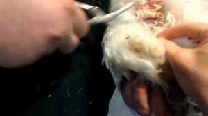Интимная стрижка кур //Боремся с неоплодом у кур // Минимясные куры