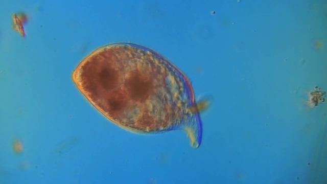 инфузория с носиком смотреть онлайн