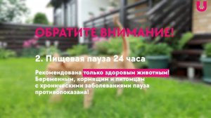 Как переводить кошку и собаку на натуральное питание – ИНСТРУКЦИЯ от Ветеринара
