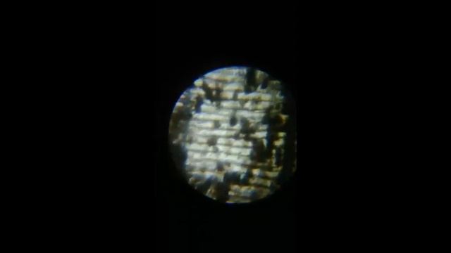 Мир насекомых под микроскопом увеличение от 100 до 900